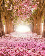 Stellina - Medium & Channeling - Wahrsagen & Hellsehen - Selbstfindung - Liebe & Partnerschaft - Lebenshilfe